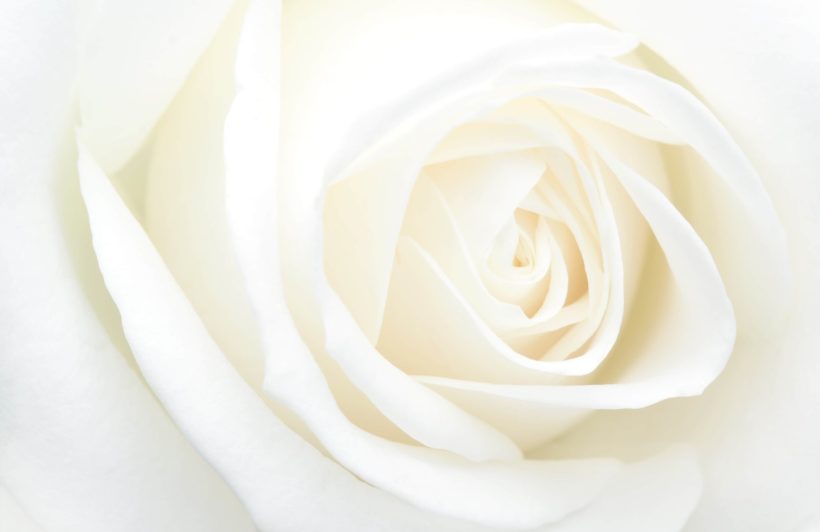 fresh-white-rose-flower-plain-820x532.jpg