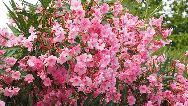 oleander-1521525__340.jpg