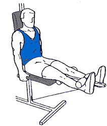 quadriceps-musculation-banc.gif