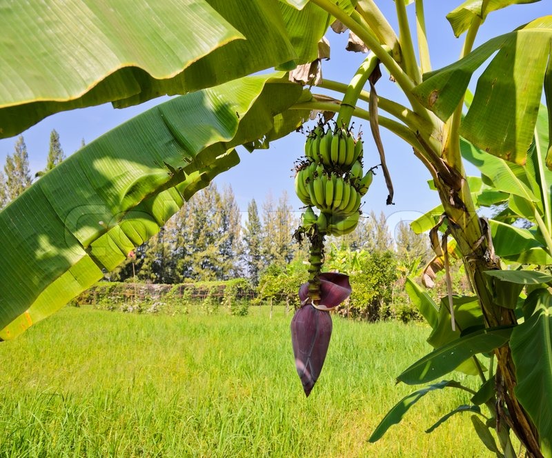 banana-tree.jpg