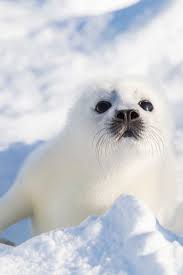 seal baby 1.jpg