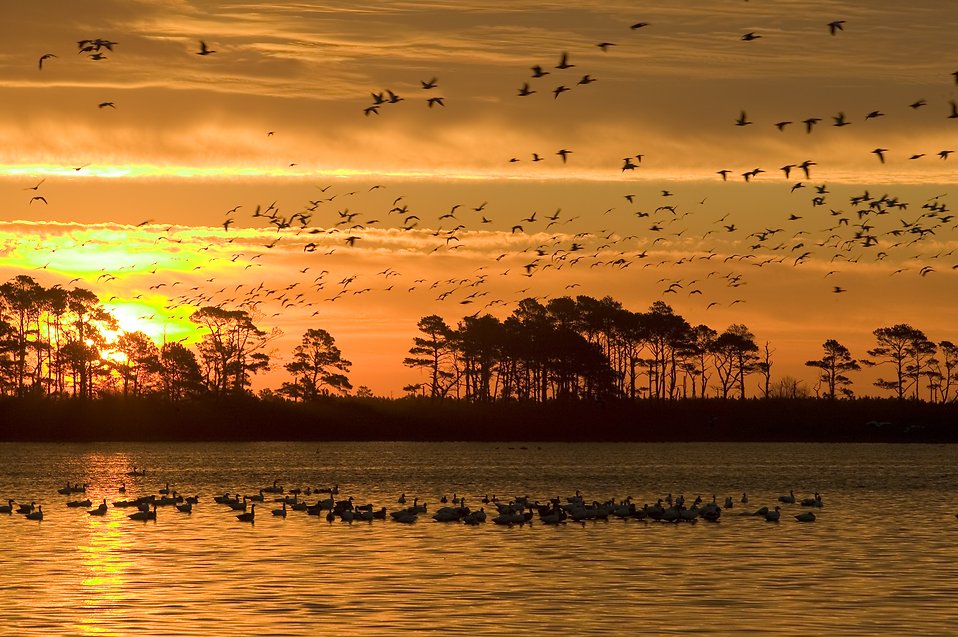 17430-a-mixed-flock-of-waterfowl-flying-in-the-sunset-pv.jpg