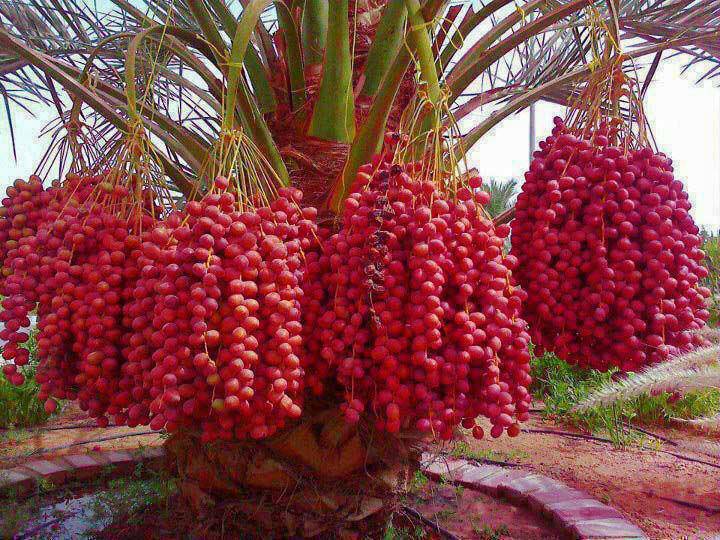 pohon kurma buah merah.jpg