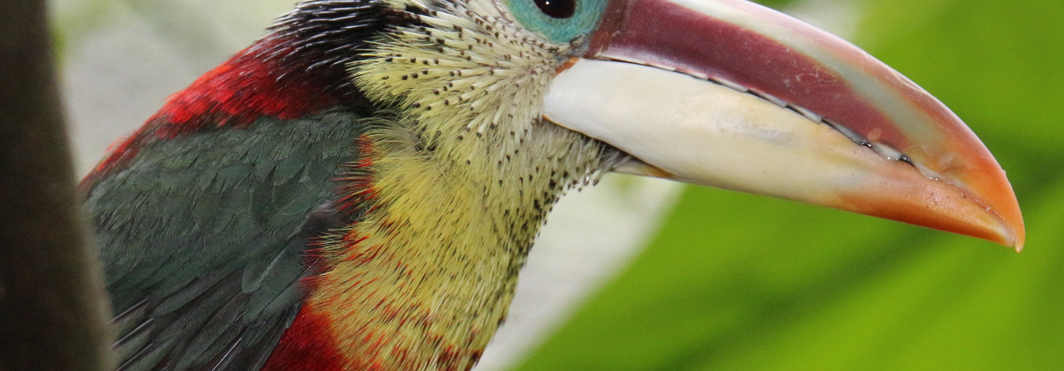 Sam Prock - Toucan Closeup.JPG