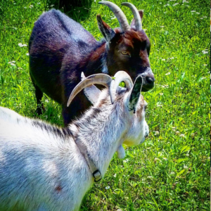 goats.png