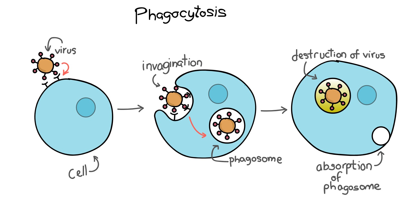 Явление захвата. Фагоцитоз макрофагов схема. Схема механизма образования иммунитета клеточный фагоцитоз. Клетки фагоцитоза иммунология. Стадии фагоцитоза схема.