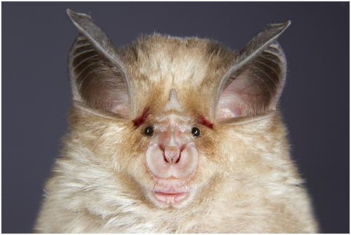 Horseshoe-Bat.jpg