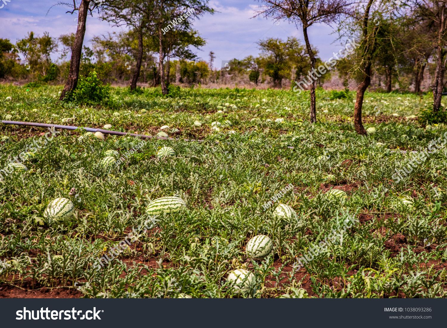 stock-photo-watermelon-crop-almost-ready-for-harvest-growing-in-a-field-in-migori-county-kenya-an-1038093286.jpg