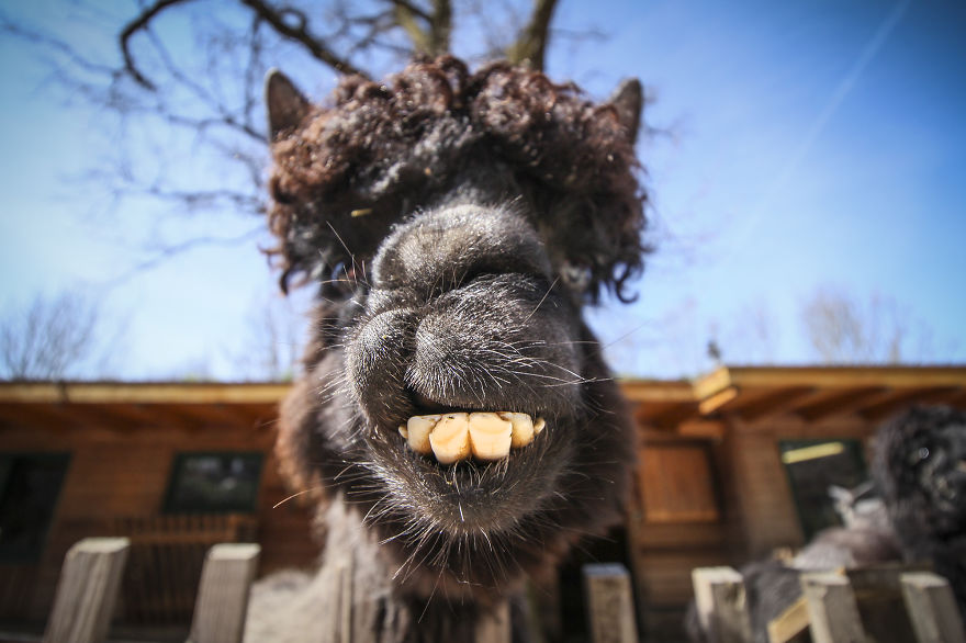 Mug-Shot-Alpaca-3-57335372c2d3a__880.jpg