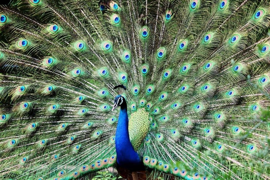 blue-and-green-peacock.jpg