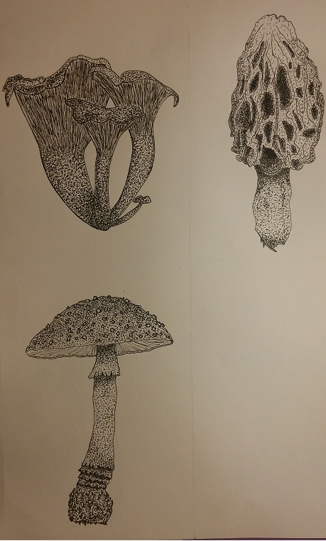 3 mushrooms_1.png