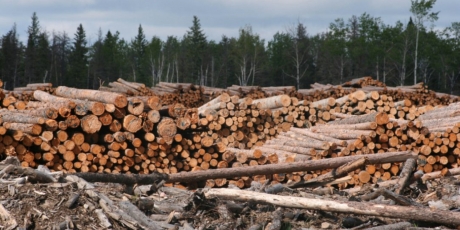 23857_greenpeaceresolute_1_460x230.jpg