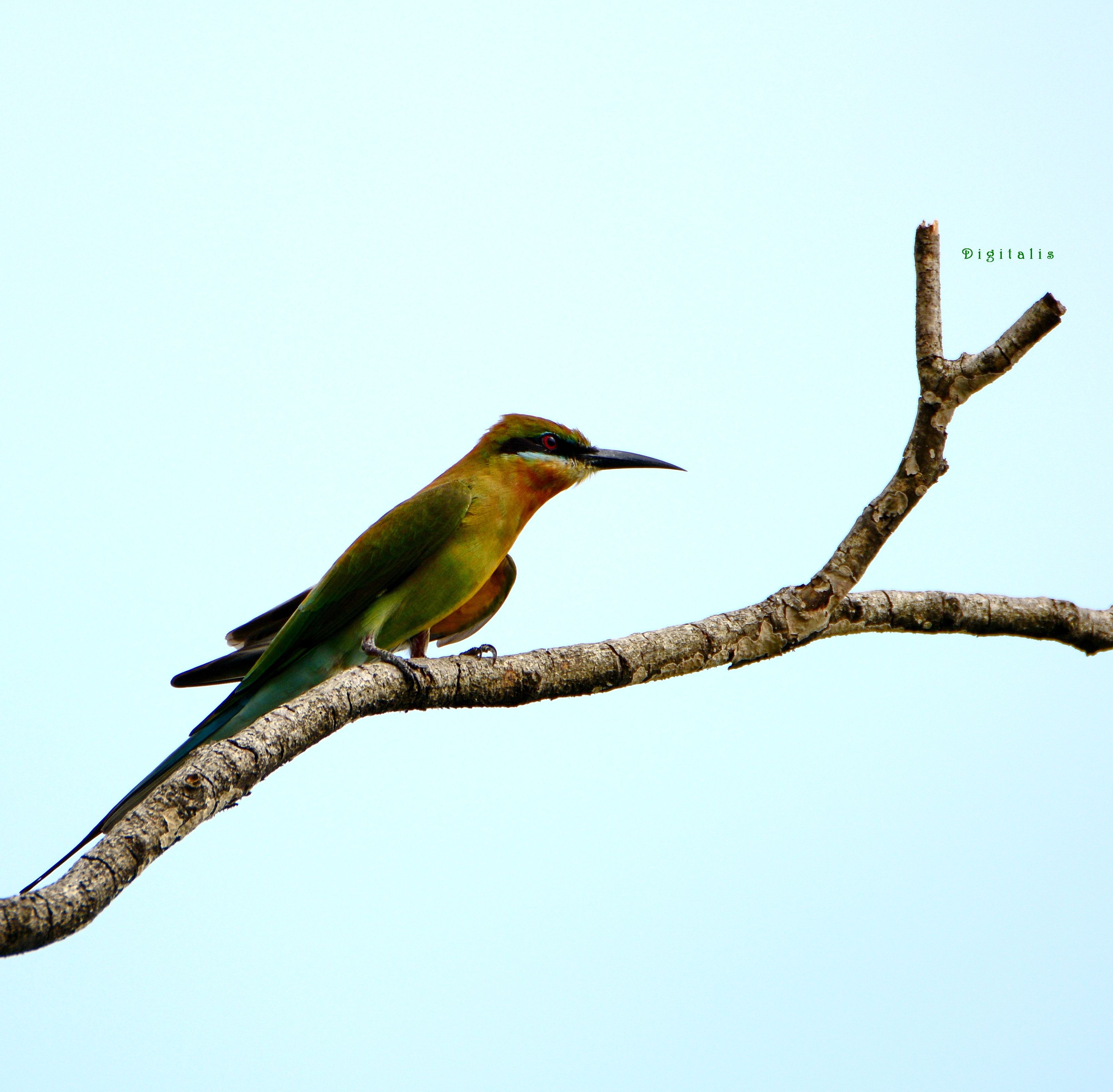 DSC_6934.JPG