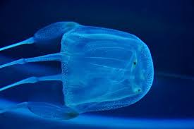 Box Jellyfish.jpg