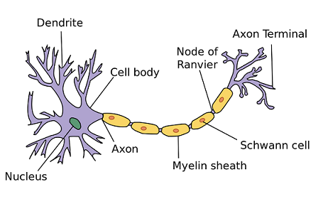 Neurona.png