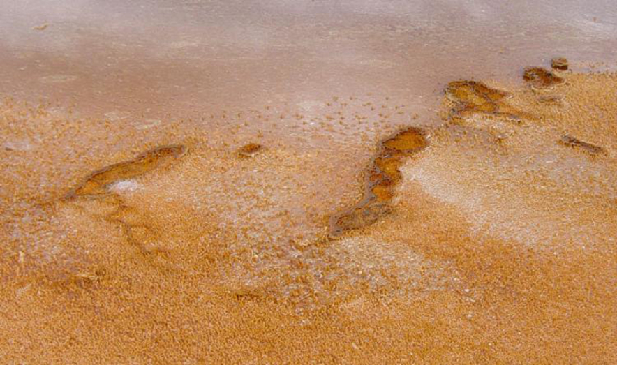 Bacteria_mats_near_Grand_Prismatic_Spring_in_Yellowstone-750px  Daniel Mayer 3.0.JPG