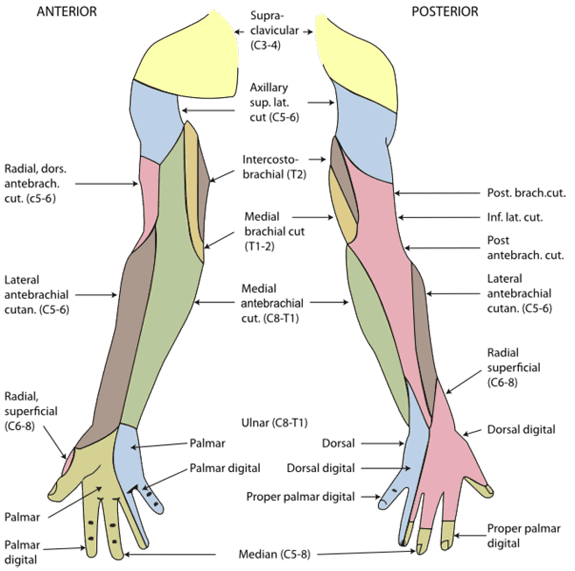 dermatomes-right-limb.png