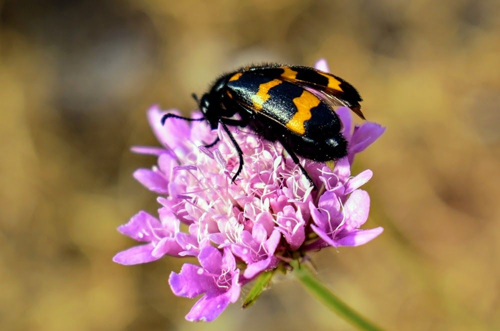 macro svijet b.JPG
