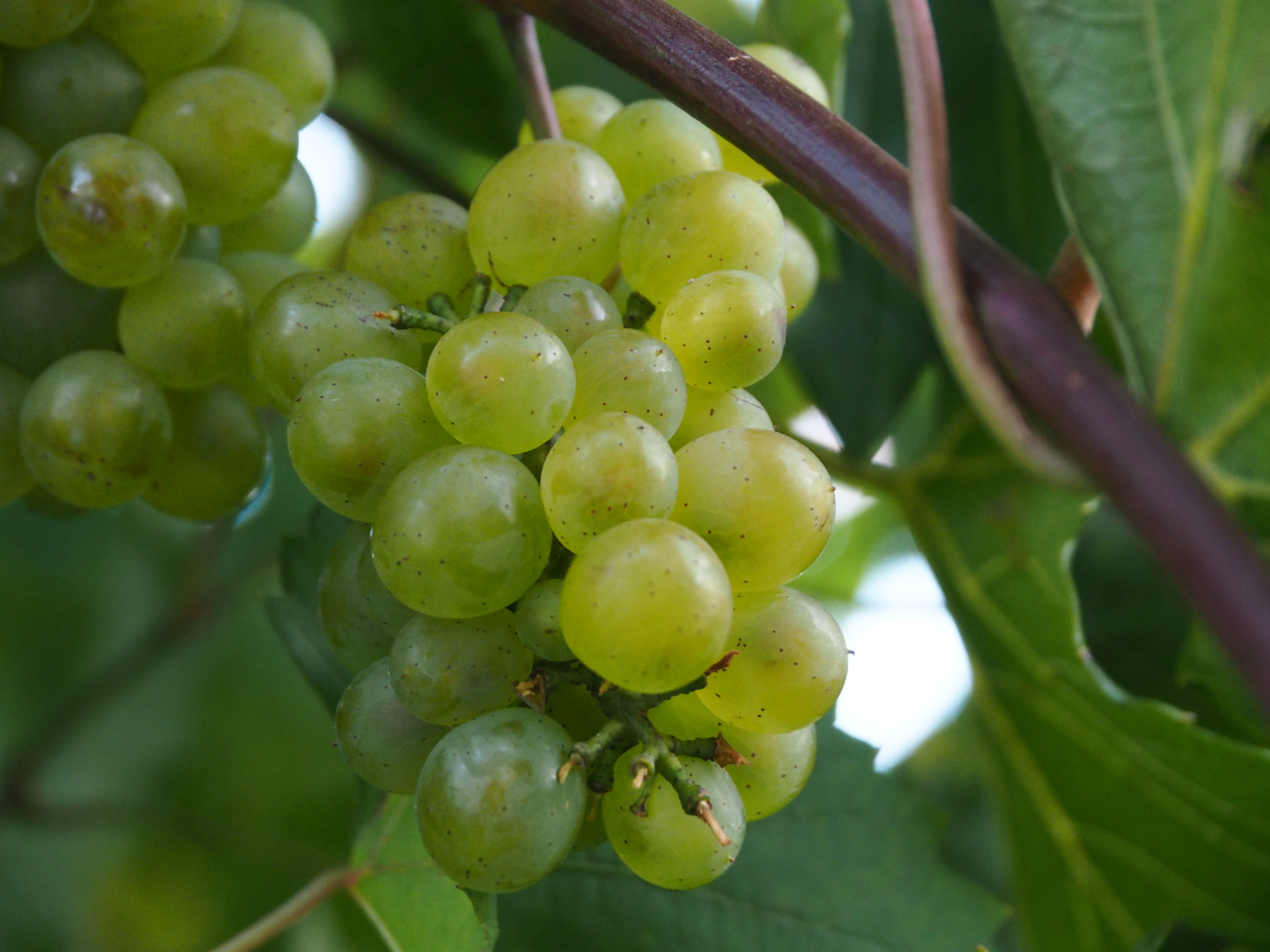 grapes_berries_branch_vine_117234_4608x3456.jpg