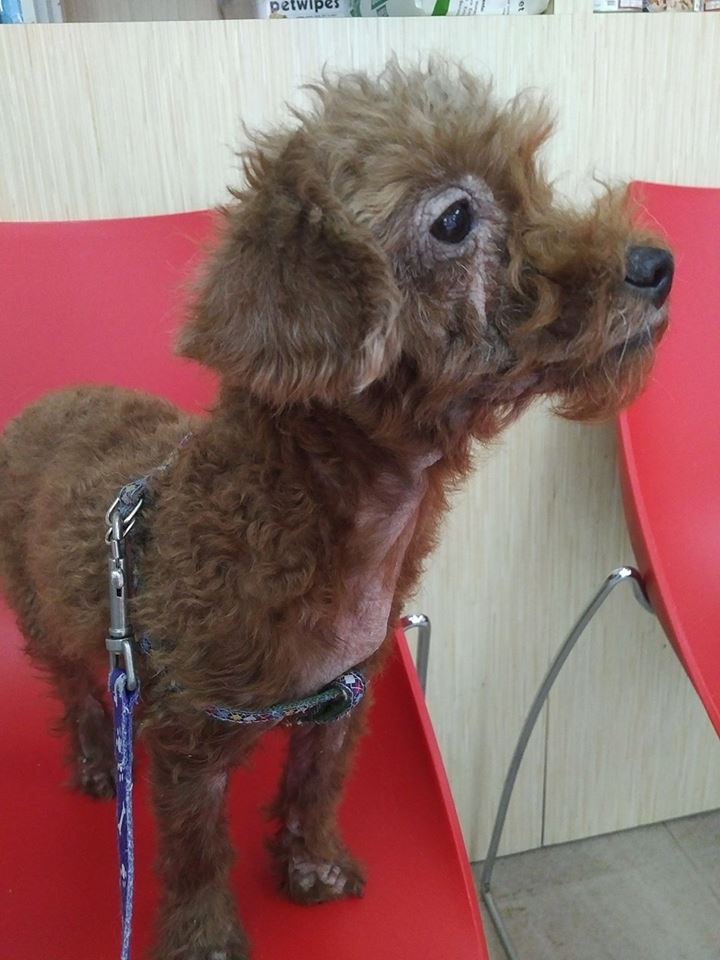 Kit poodle 4 years.jpg