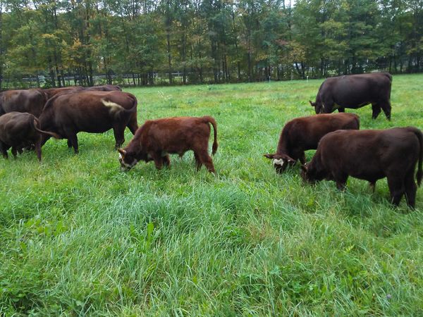 Cows on 10 acre1 crop Oct. 2017.jpg