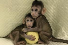 front-monkey-clone.jpg