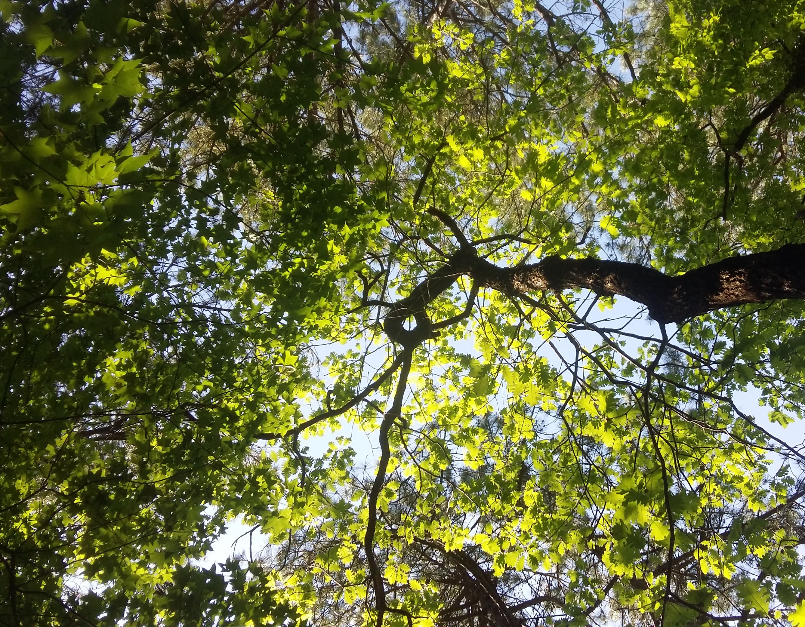 20180502_152740.jpg