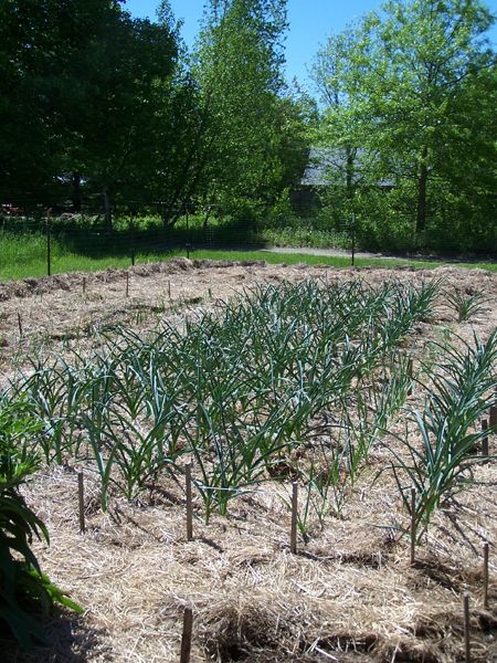 Big garden - garlic2 crop May 2018.jpg