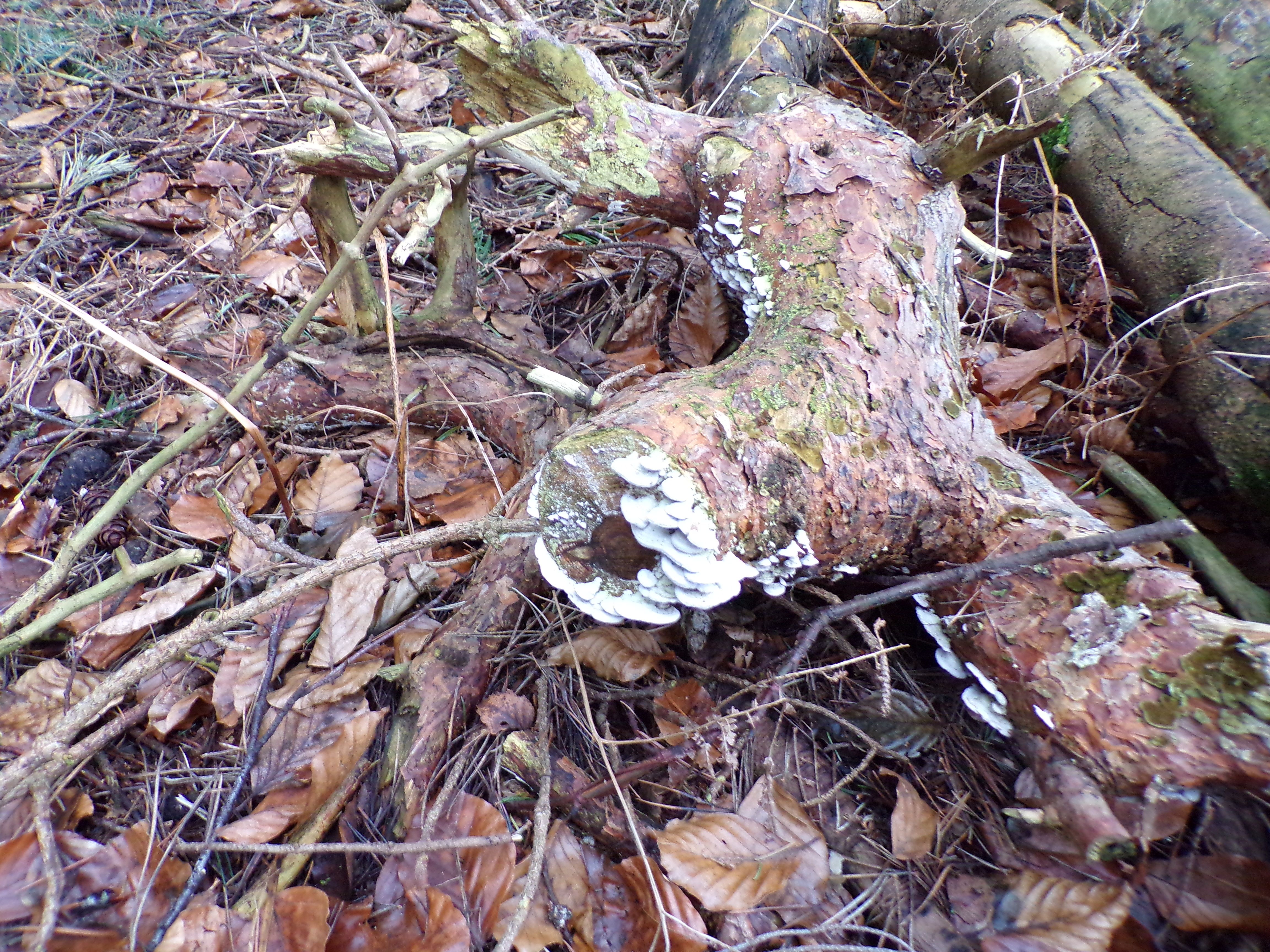 fungus trail 5.JPG