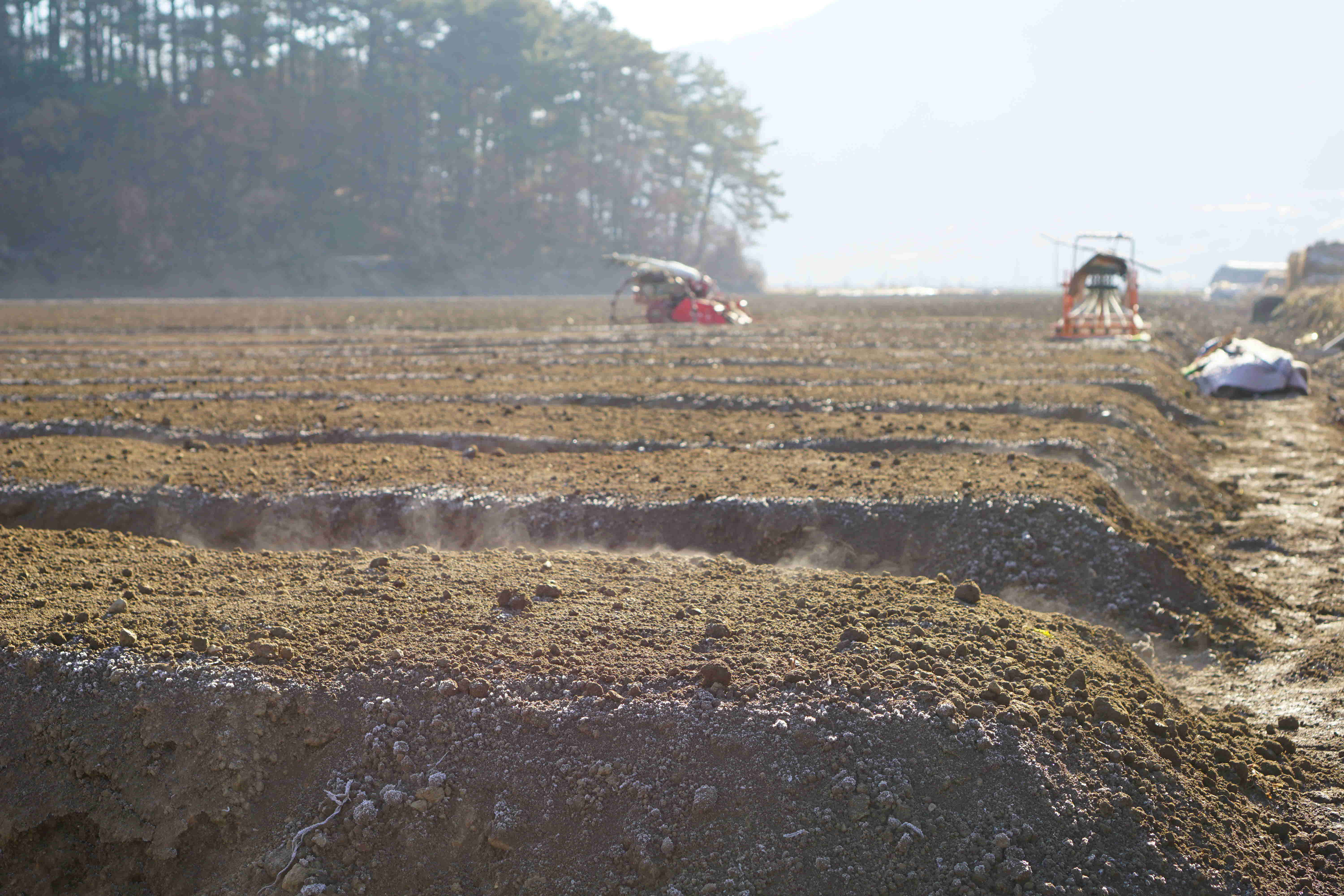 인삼파종기 인삼씨앗파종 인삼파종방법 인삼심기 인삼재배 인삼농사 삼남자 보은군 개갑인삼씨앗 (10).jpg