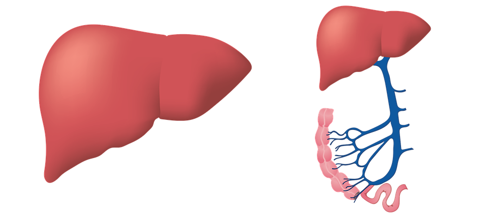 liver-3026639_960_720.png