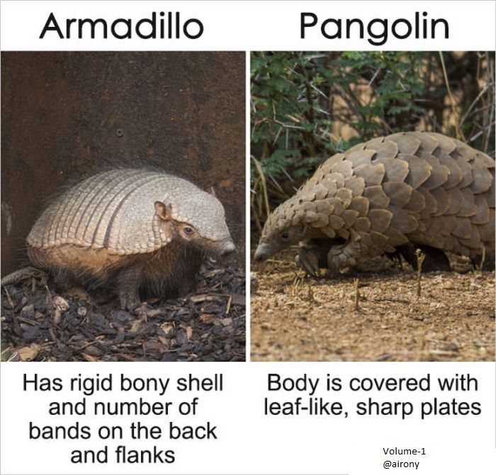 pangolin vs armadillo