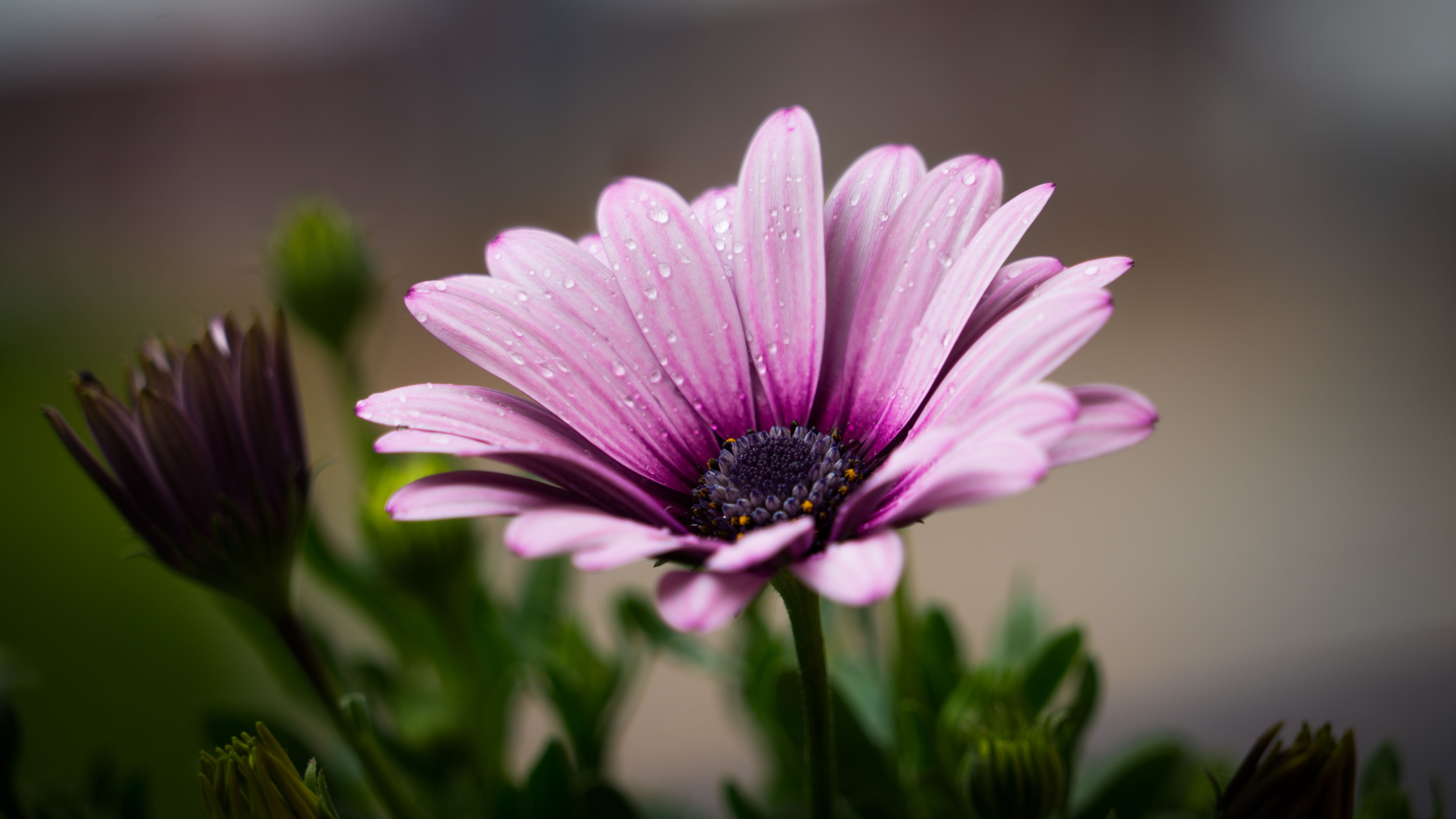 nature-flowers-plant-rain.jpeg