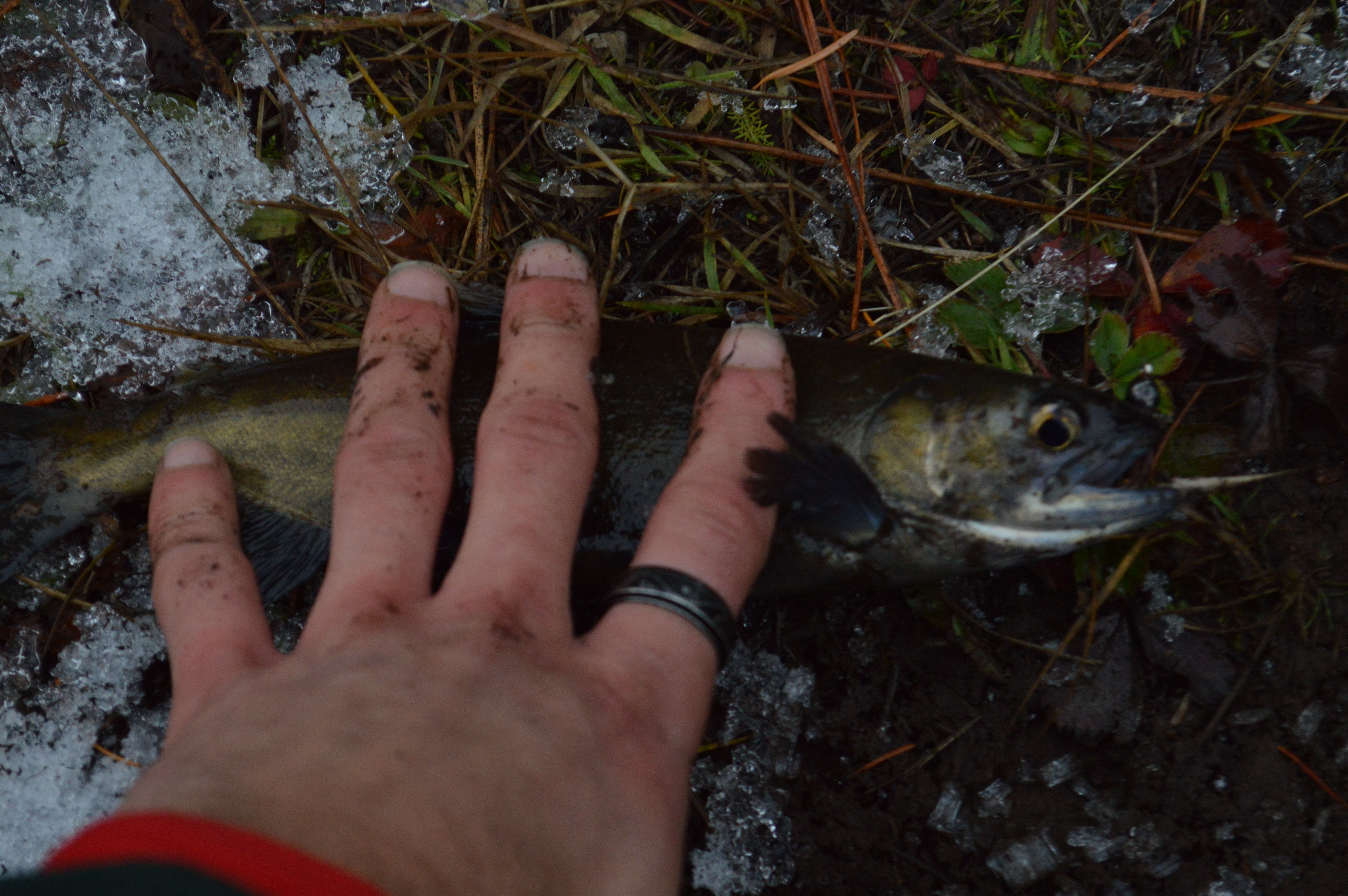 DSC_0238.JPG