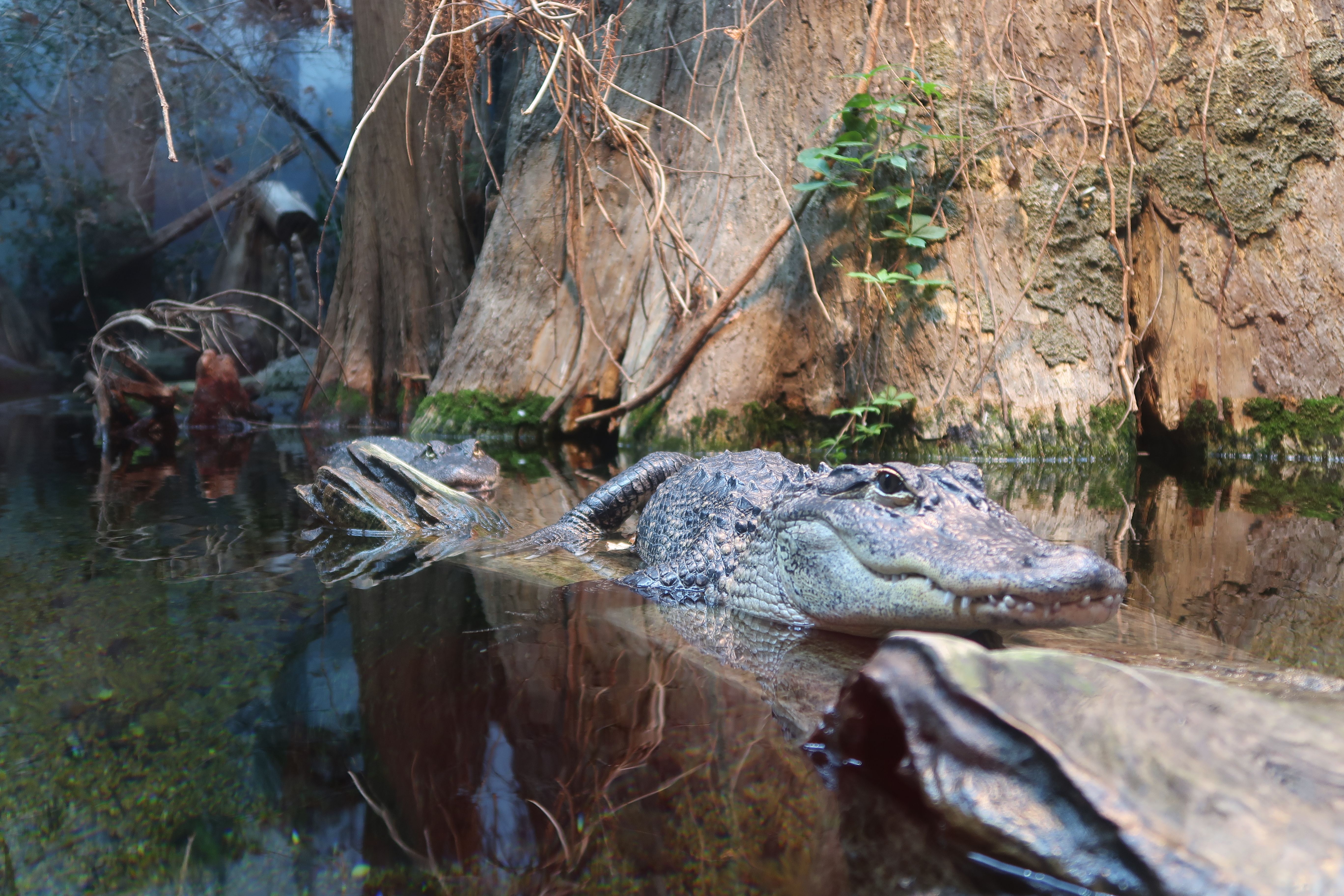 Big alligators The Tennessee Aquarium in Chattanooga.JPG