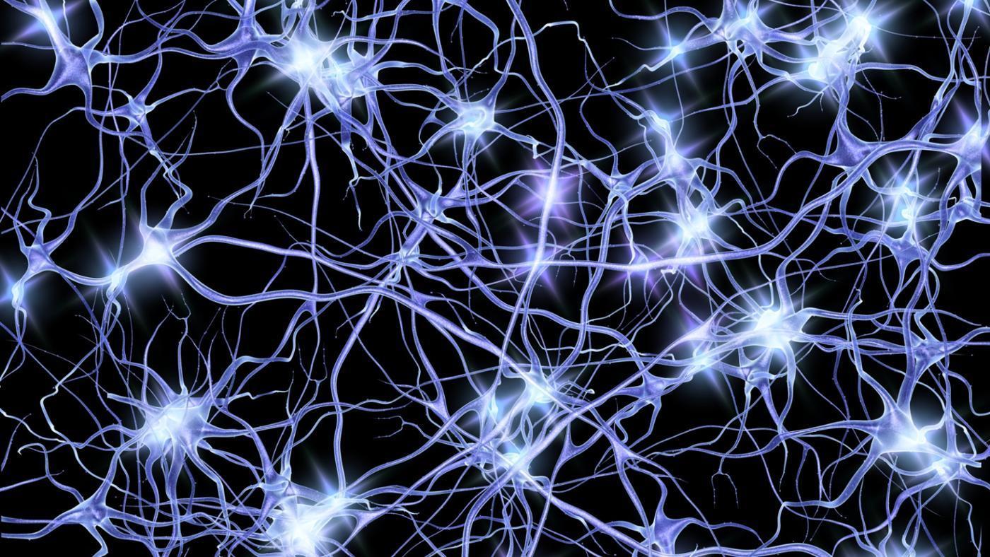 neurons-transmit-electrical-impulses_15e17c39d5f0e17b.jpg