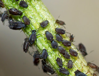 Aphids_May_2010-2.jpg