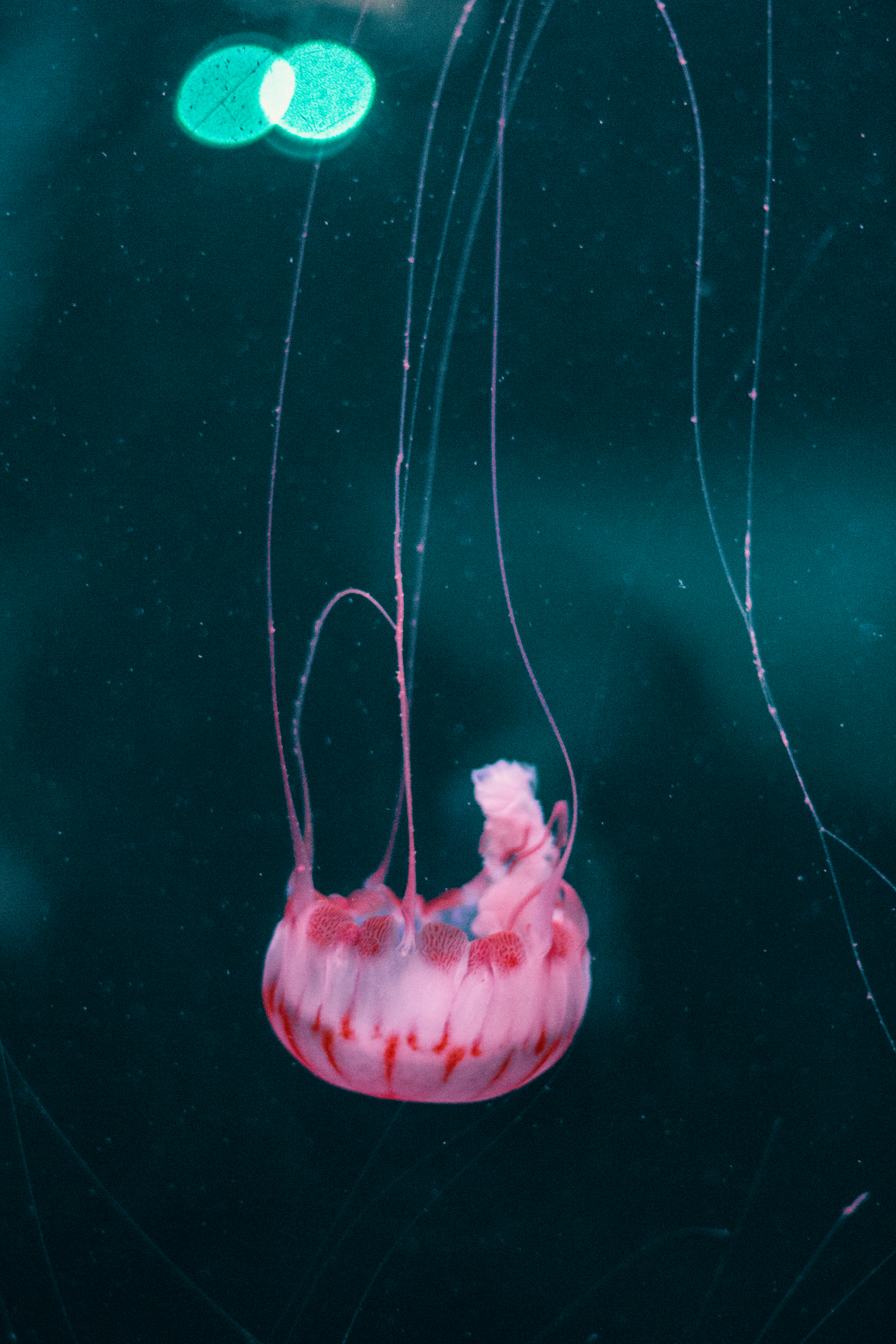 Jellyfish 1.jpg