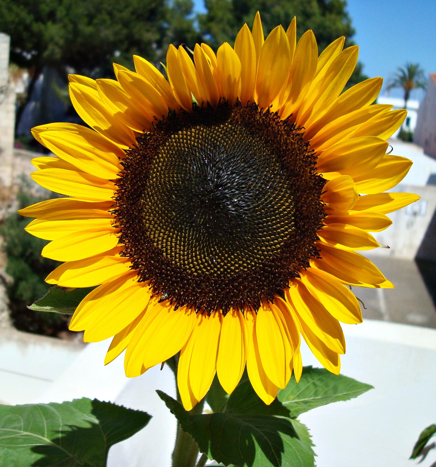 girasol 2.JPG