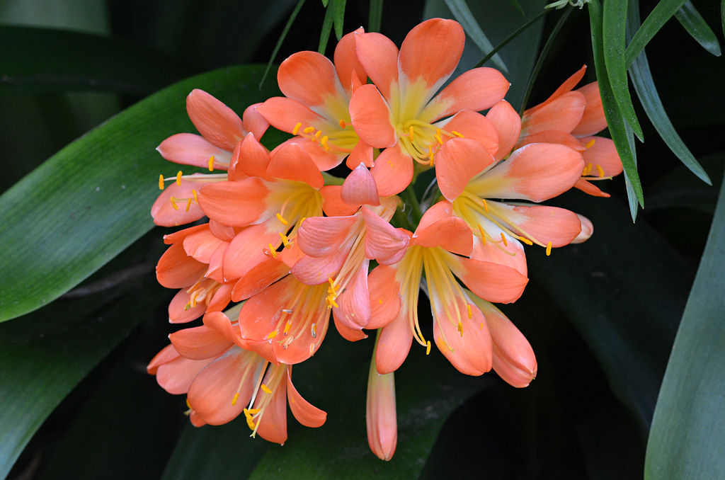 Clivia_miniata_orange-flowered_form_Flowers.JPG