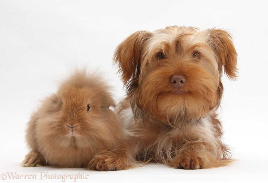 cute-matching-pets-warren-photographic-20-57e935162e382__880.jpg