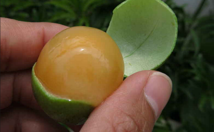 Spanish-Lime-or-Quenepa-Fruit.png