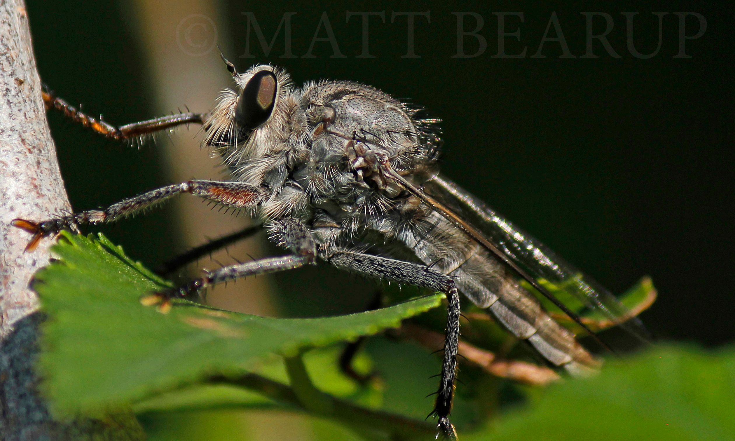 Robber Fly.jpg