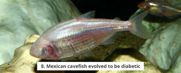 Astyanax_mexicanus_diabetes_600.jpg