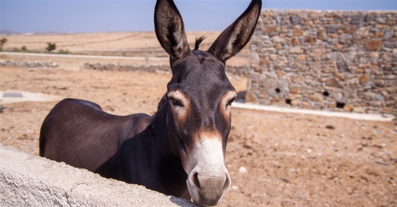 50145-donkey-unsplash.800w.tn.jpg