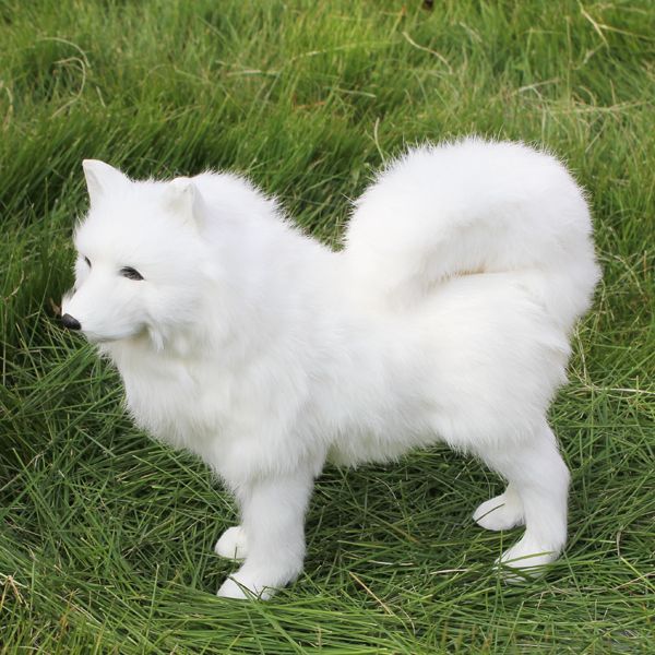 samoyed puppy.jpg