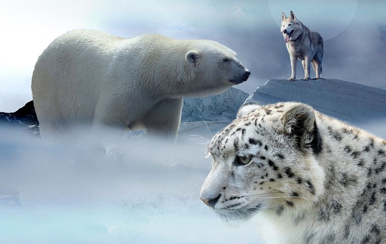 polar-bear-2470445__480.jpg