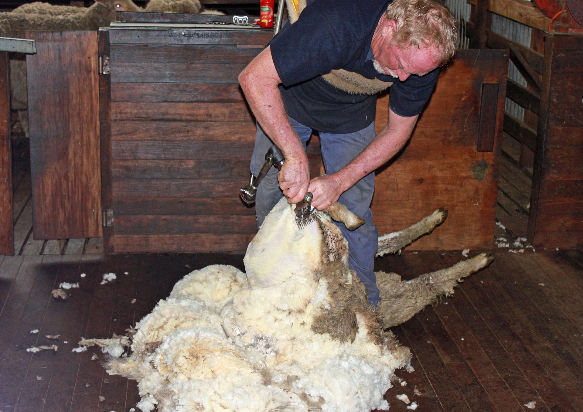 sheep-shearing-1105901_1920.jpg