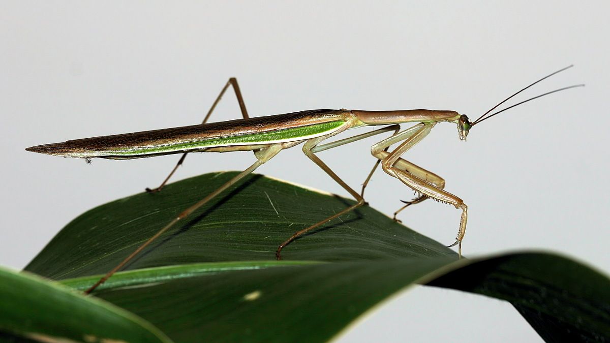 Tenodera australasiae n1 BY Tas.jpg