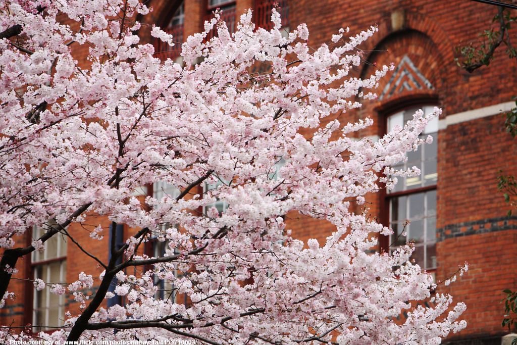 CherryBlossoms-001-031818.jpg